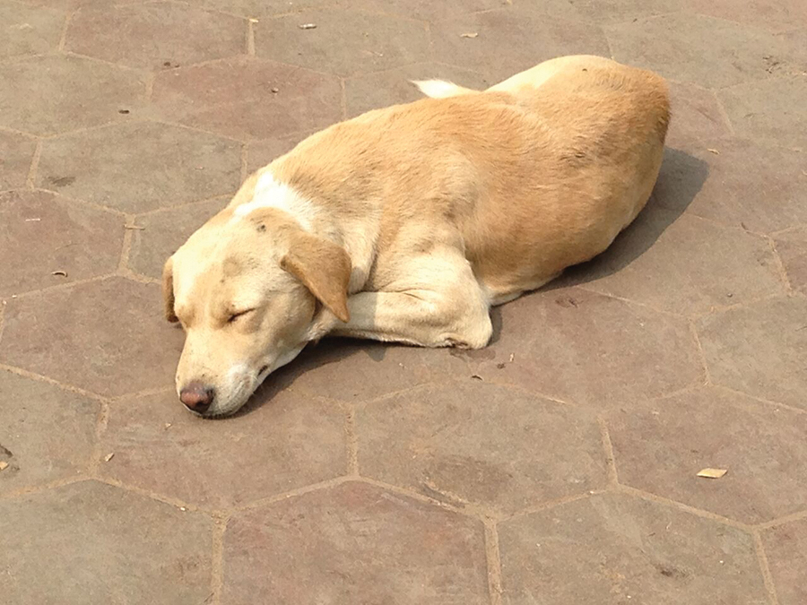 Stray animals
